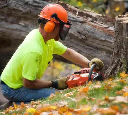 tree services Bellerose Terrace